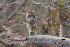 Eurasian greywolf