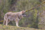 Eurasian greywolf