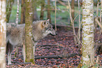 Eurasian greywolf