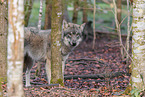 Eurasian greywolf