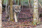 Eurasian greywolf
