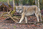 Eurasian greywolf