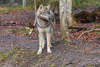 Eurasian greywolf