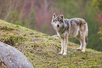 Eurasian greywolf