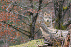 Eurasian greywolf