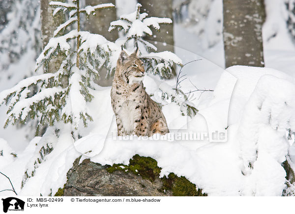 Lynx lynx / MBS-02499