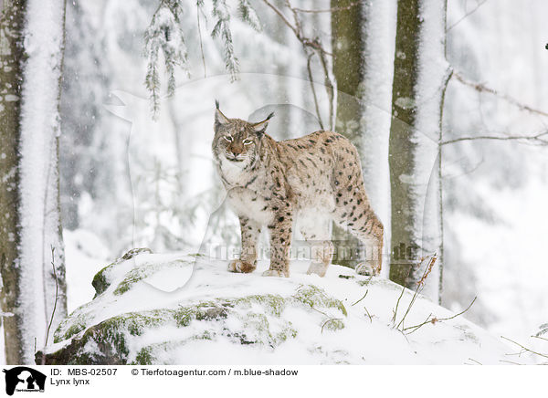 Lynx lynx / MBS-02507