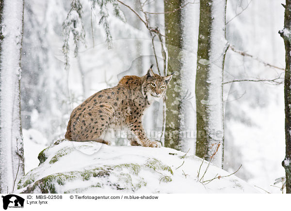 Eurasischer Luchs / Lynx lynx / MBS-02508