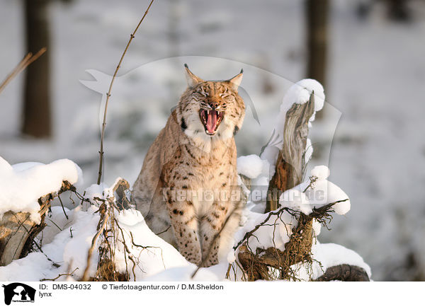 lynx / DMS-04032
