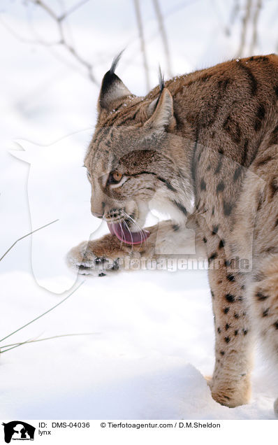 lynx / DMS-04036