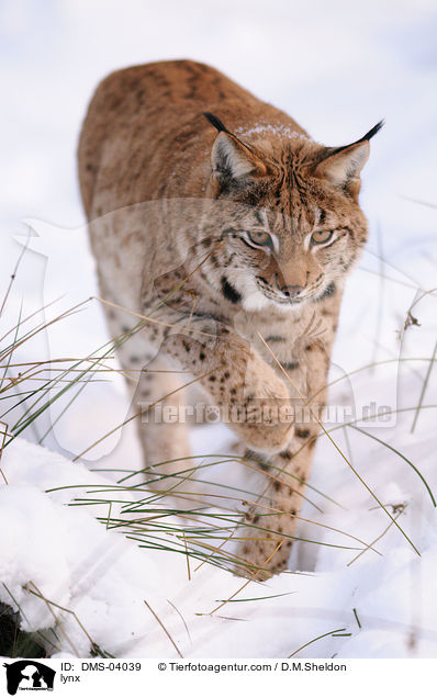 lynx / DMS-04039