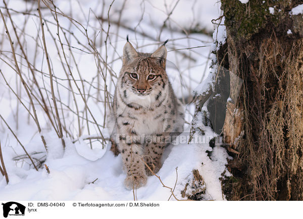 lynx / DMS-04040