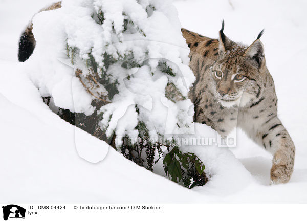 Eurasischer Luchs / lynx / DMS-04424