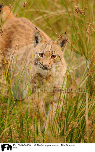 Eurasischer Luchs / lynx / DMS-04680