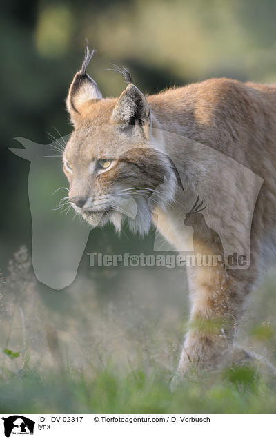 lynx / DV-02317
