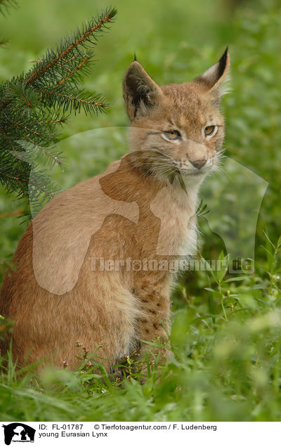 junger Eurasischer Luchs / young Eurasian Lynx / FL-01787