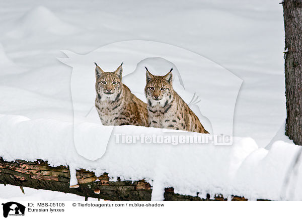 Eurasische Luchse / Eurasian lynxes / MBS-05105