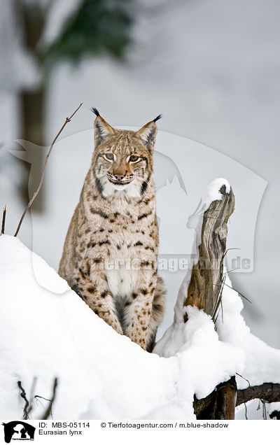 Eurasischer Luchs / Eurasian lynx / MBS-05114