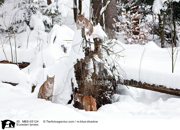 Eurasische Luchse / Eurasian lynxes / MBS-05124