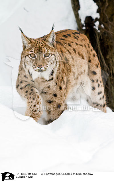 Eurasian lynx / MBS-05133