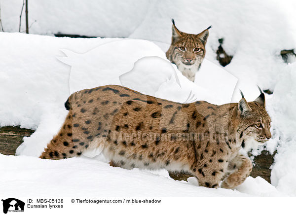 Eurasian lynxes / MBS-05138