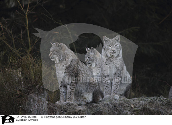 Eurasische Luchse / Eurasian Lynxes / AVD-02806