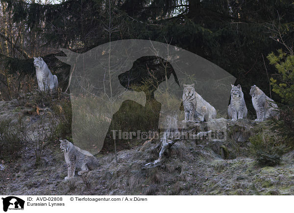 Eurasian Lynxes / AVD-02808