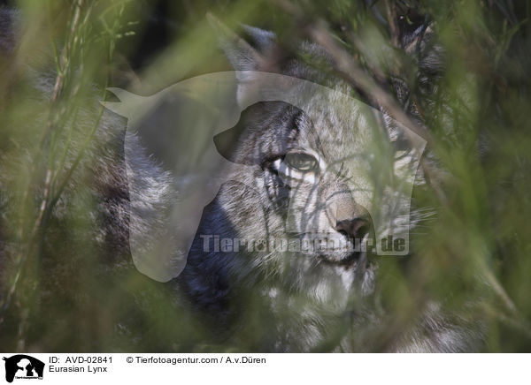 Eurasian Lynx / AVD-02841