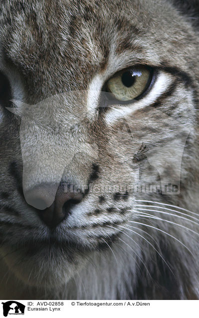 Eurasian Lynx / AVD-02858
