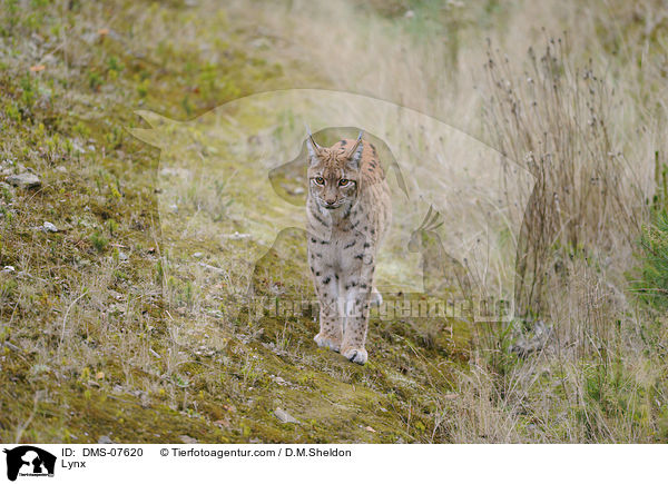 Lynx / DMS-07620