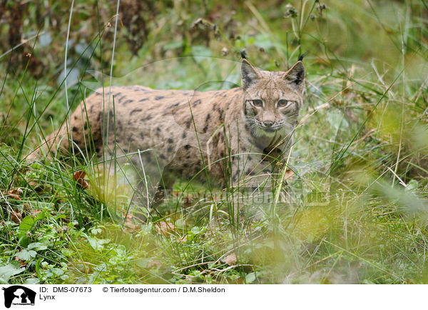 Lynx / DMS-07673