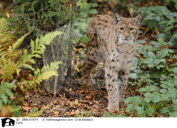 Lynx / DMS-07674