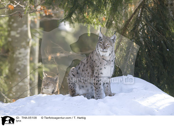 Eurasischer Luchs / lynx / THA-05108