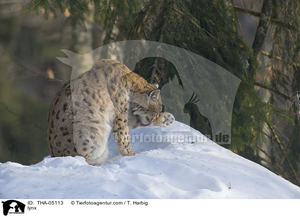 lynx / THA-05113