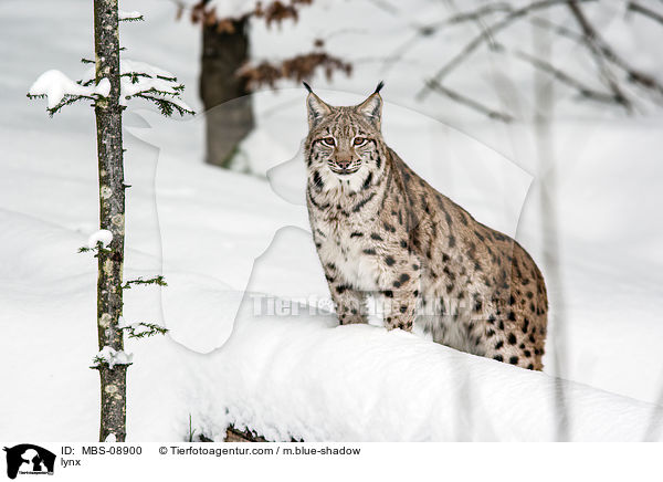 lynx / MBS-08900
