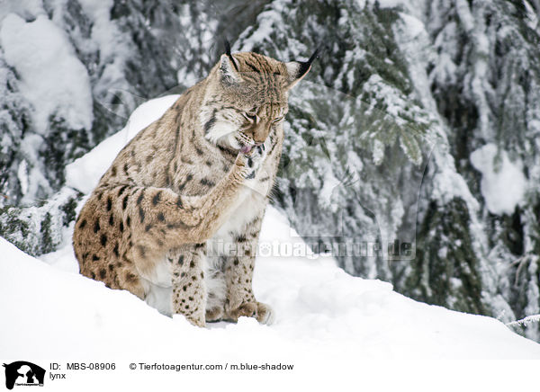lynx / MBS-08906