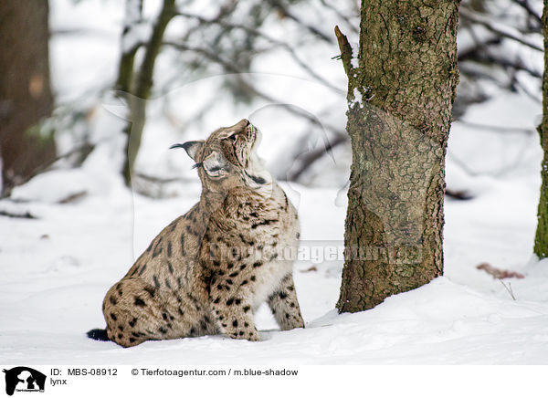 lynx / MBS-08912