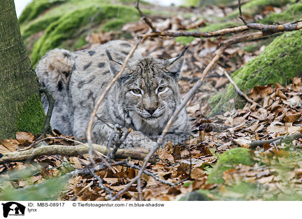 lynx / MBS-08917