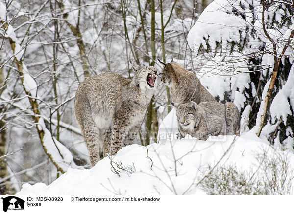 Eurasische Luchse / lynxes / MBS-08928