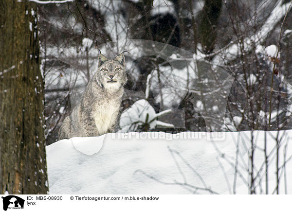lynx / MBS-08930