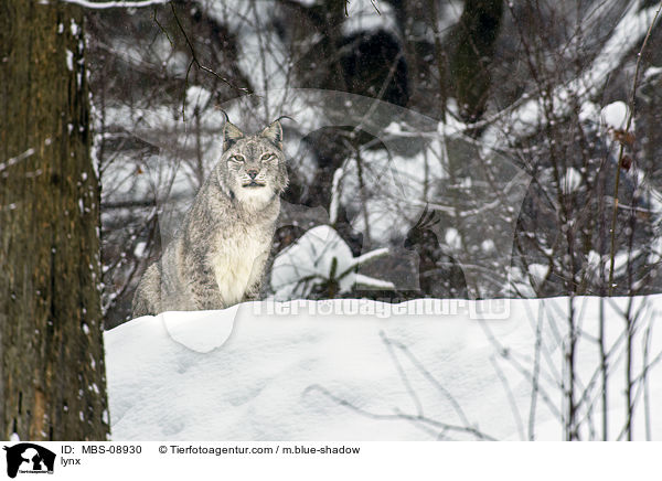 Eurasischer Luchs / lynx / MBS-08930