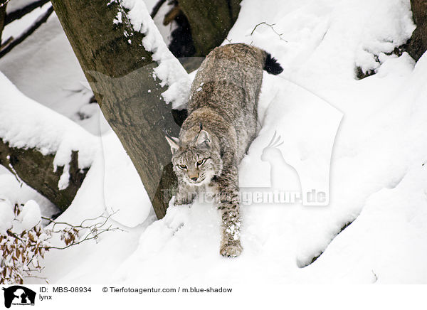 Eurasischer Luchs / lynx / MBS-08934