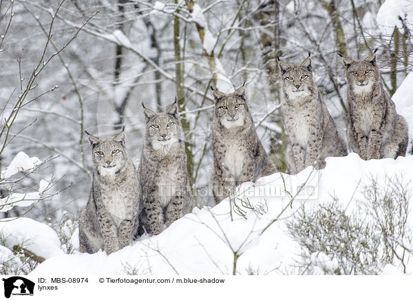 lynxes / MBS-08974