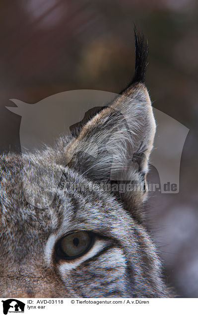 Eurasischer Luchs Ohr / lynx ear / AVD-03118