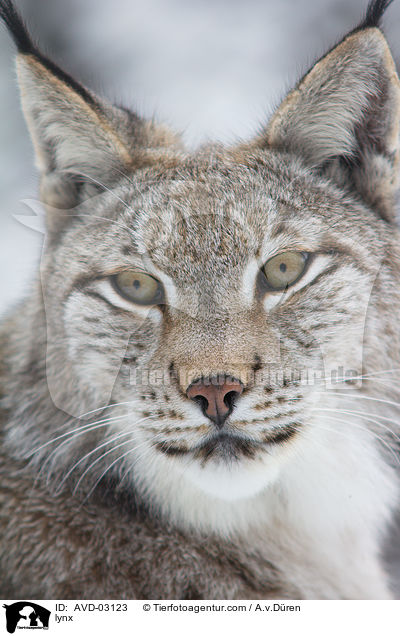 lynx / AVD-03123