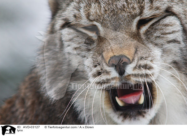 Eurasischer Luchs / lynx / AVD-03127