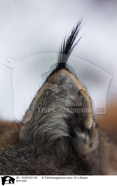 lynx ear / AVD-03130