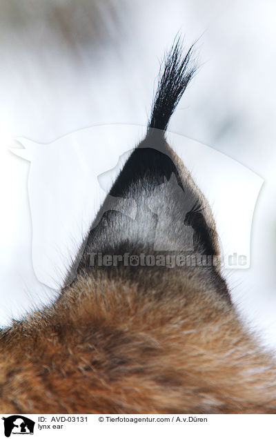 Eurasischer Luchs Ohr / lynx ear / AVD-03131