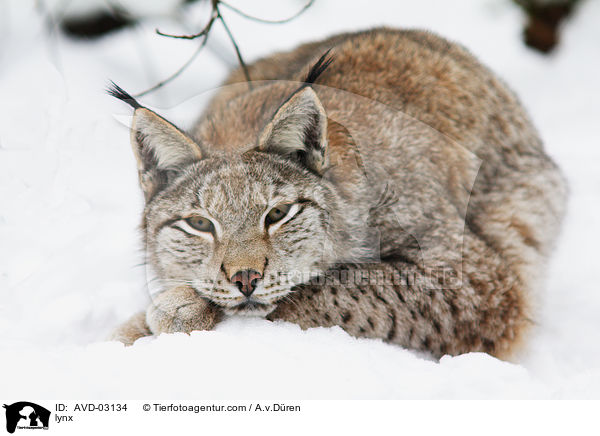 lynx / AVD-03134