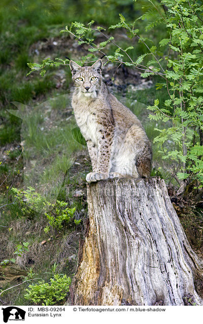 Eurasian Lynx / MBS-09264
